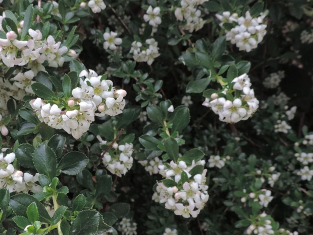 Cespuglio a fiori bianchi